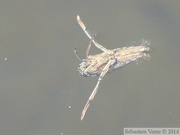 Notonecta sp., Notonecte