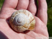 Helix pomatia,  escargot de Bourgogne