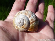 Helix pomatia,  escargot de Bourgogne