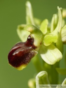 Ophrys litigiosa