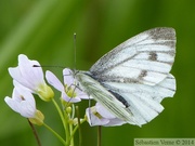 Pieris napi, Piéride du Navet