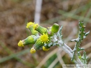 Cinéraire maritime (Jacobaea maritima)