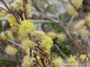 Salix repens spp. argentea