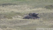 Tank de a 2nde Guerre Mondiale, Dunes de Biville