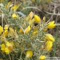 Ajonc, Ulex europaeus