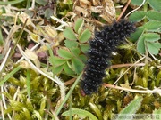 Melitaea cinxia, Mélitée du plantain, chenille