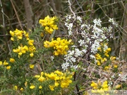 Ajonc et Prunellier en fleurs