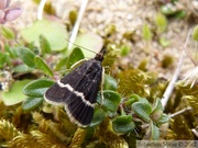 Pyrausta cingulata