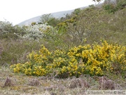 Ajoncs, Dunes de Biville