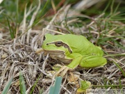 Rainette verte, Hyla arborea