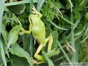 Rainette verte, Hyla arborea