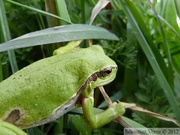 Rainette verte, Hyla arborea