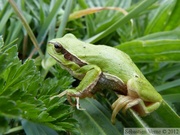 Rainette verte, Hyla arborea