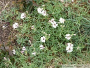 Silène maritime, Silene vulgaris var. maritima