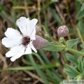 Silène maritime, Silene vulgaris var. maritima