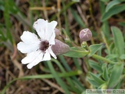 Silène maritime, Silene vulgaris var. maritima