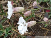 Silène maritime, Silene vulgaris var. maritima