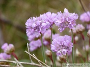 Armérie maritime, Armeria marittima