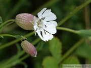 Silène maritime, Silene vulgaris var. maritima