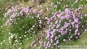 Armérie maritime, Armeria marittima