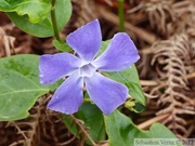 Petite pervenche, Vinca minor