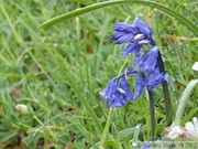 Jacinthe bleue, Hyacinthoides non-scriptus