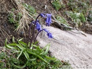 Jacinthe bleue, Hyacinthoides non-scriptus