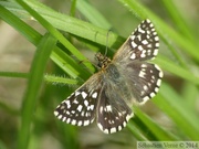 Pyrgus malvae, l'Hespérie de la Mauve