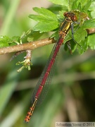 Pyrrhosoma nymphula, Petite nymphe au corps de feu