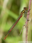 Pyrrhosoma nymphula, Petite nymphe au corps de feu