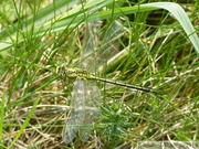 Gomphus pulchellus, le Gomphe gentil