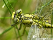 Gomphus pulchellus, le Gomphe gentil