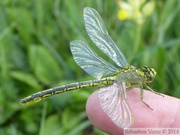 Gomphus pulchellus, le Gomphe gentil