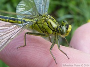 Gomphus pulchellus, le Gomphe gentil