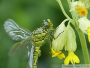 Gomphus pulchellus