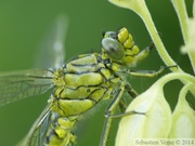 Gomphus pulchellus, le Gomphe gentil