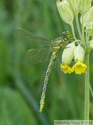 Gomphus pulchellus, le Gomphe gentil