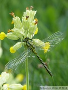 Gomphus pulchellus, le Gomphe gentil