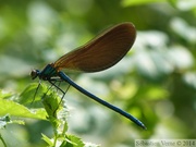 Calopteryx virgo, le Caloptéryx vierge, mâle