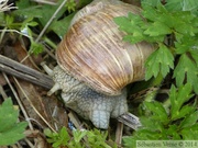 Helix pomatia, Escargot de Bourgogne