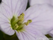 Cardamine des prés, Cardamine pratensis