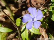 Petite pervenche, Vinca minor