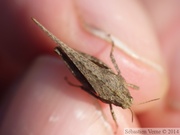 Tetrix subulata