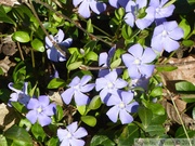 Petite pervenche, Vinca minor