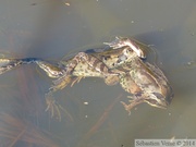 Grenouilles rousses