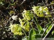 Primula vulgaris, Primevère acaule