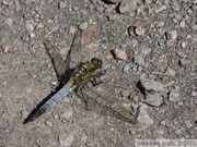 Orthetrum cancellatum