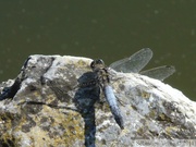 Orthetrum cancellatum