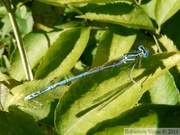 Platycnemis pennipes, mâle