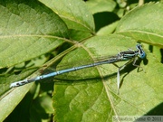 Platycnemis pennipes, mâle